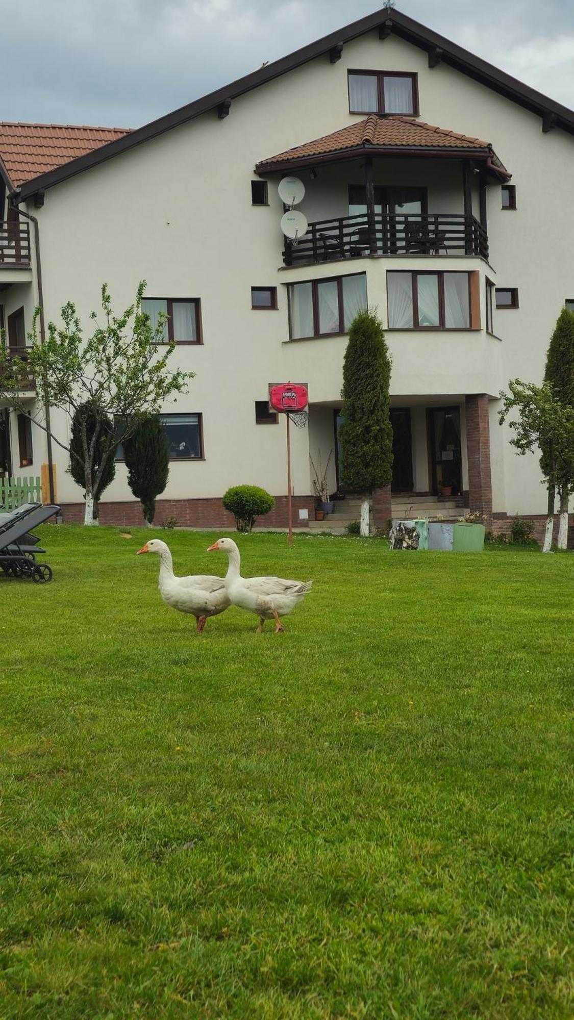 Pensiunea Tabacaru Peştera Extérieur photo