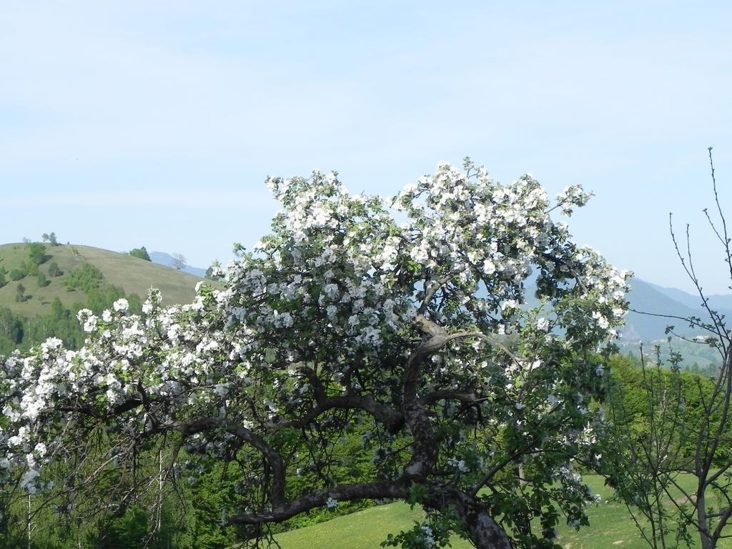 Pensiunea Tabacaru Peştera Extérieur photo